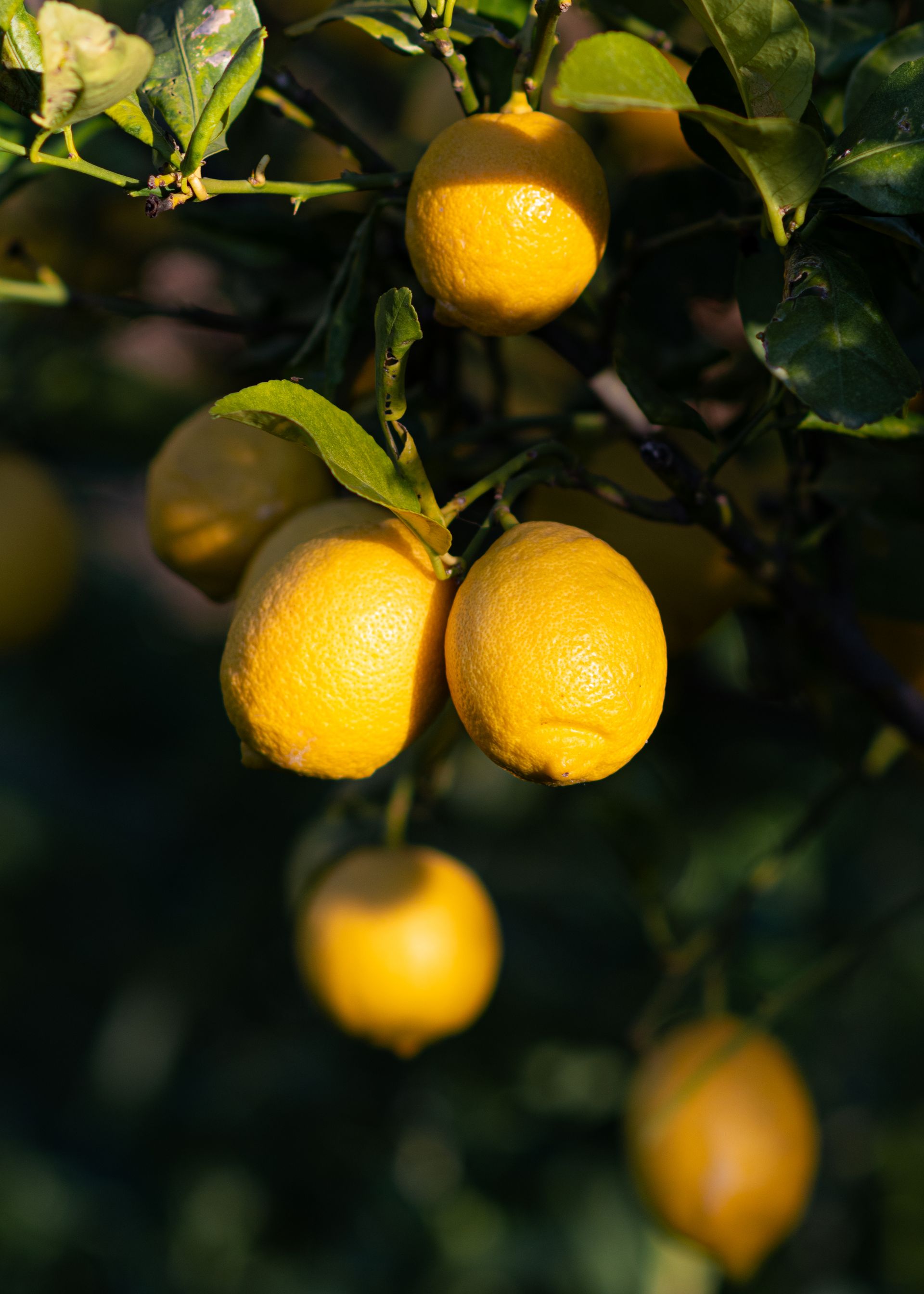 A lemon grove heavy with fruit