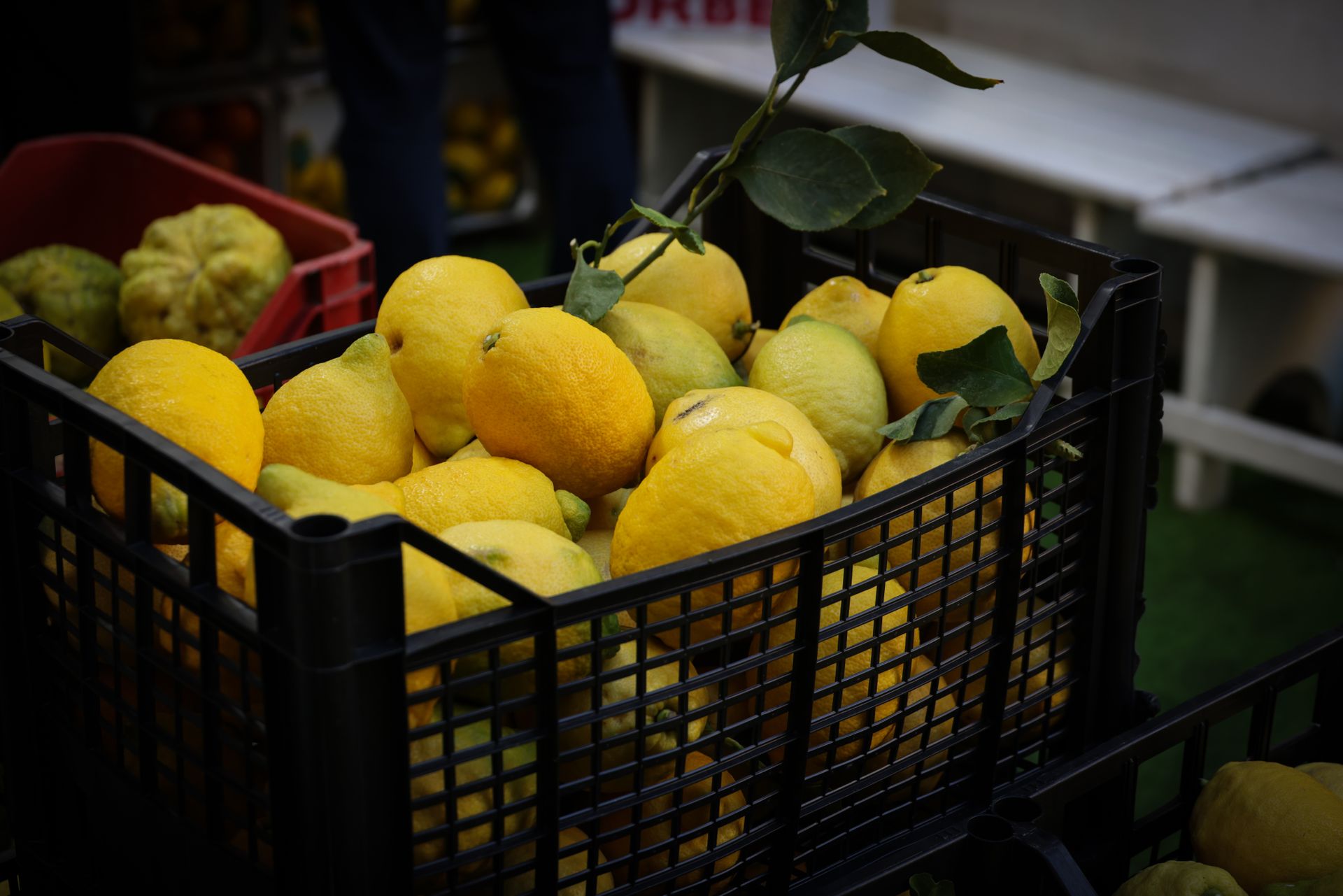 Hands packing lemons into a box
