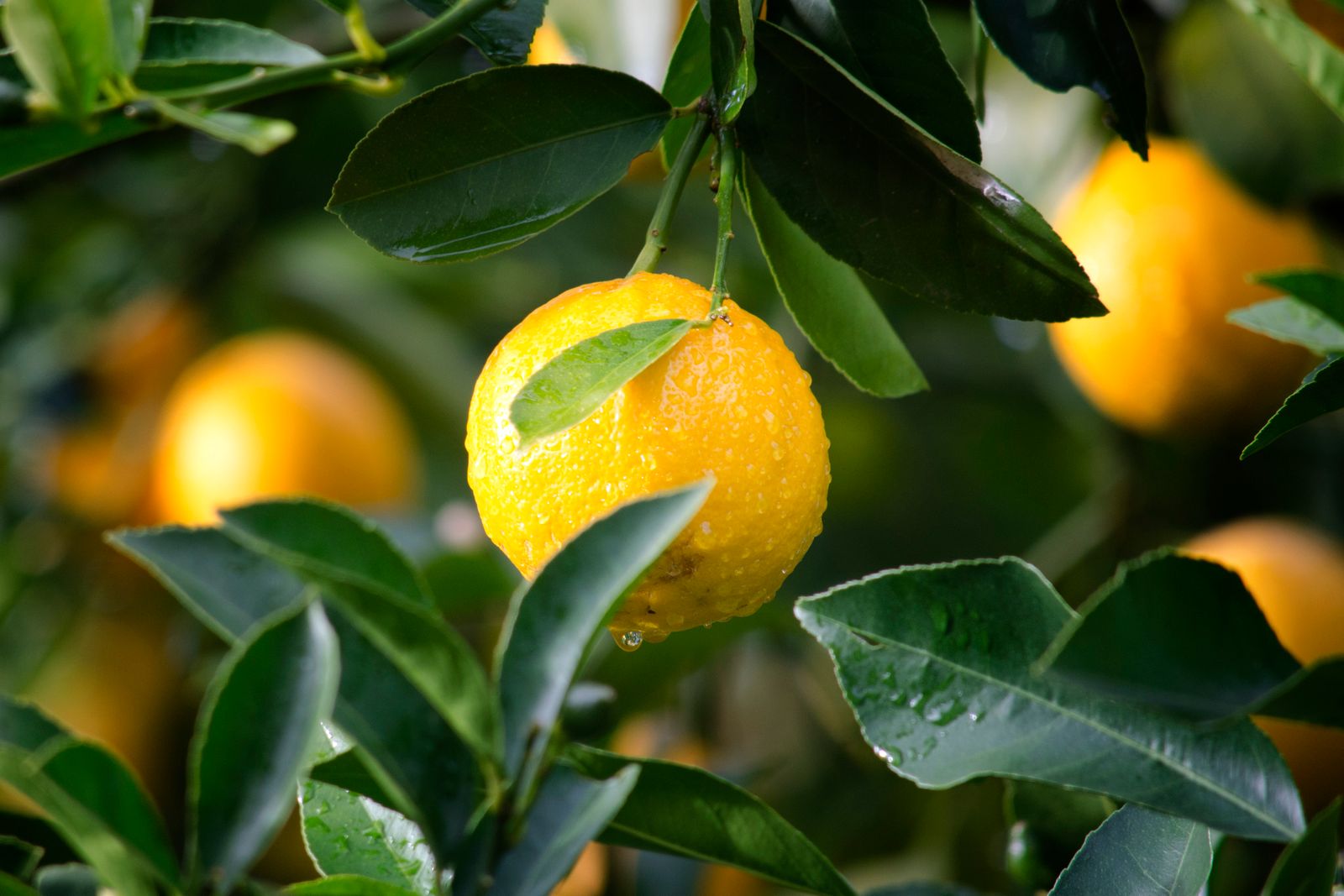A hand choosing a lemon from a pile